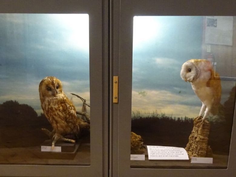 Owls in the Museum