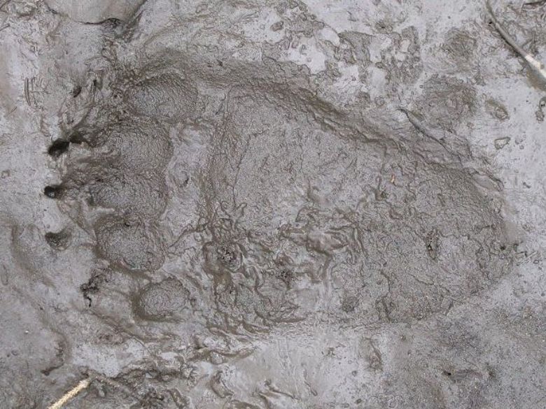 Footprint of a bear