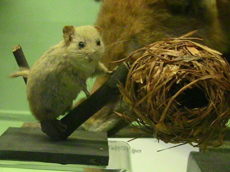 Mouse displayed in museum