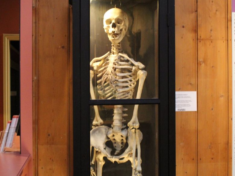 Skeleton in museum